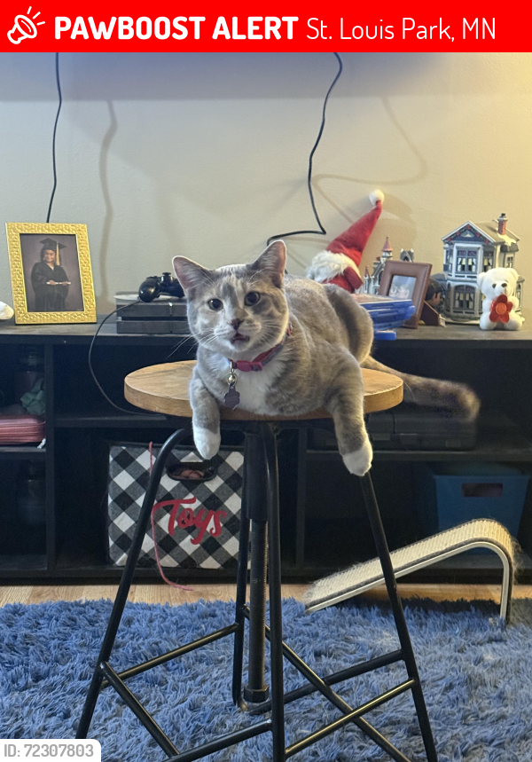 Lost Female Cat last seen Wynmoor cndmniums, St. Louis Park, MN 55426