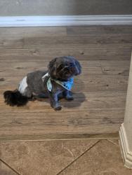 Lost Female Dog last seen Mesa Rd /Fallcreek Bend, Humble, TX 77396