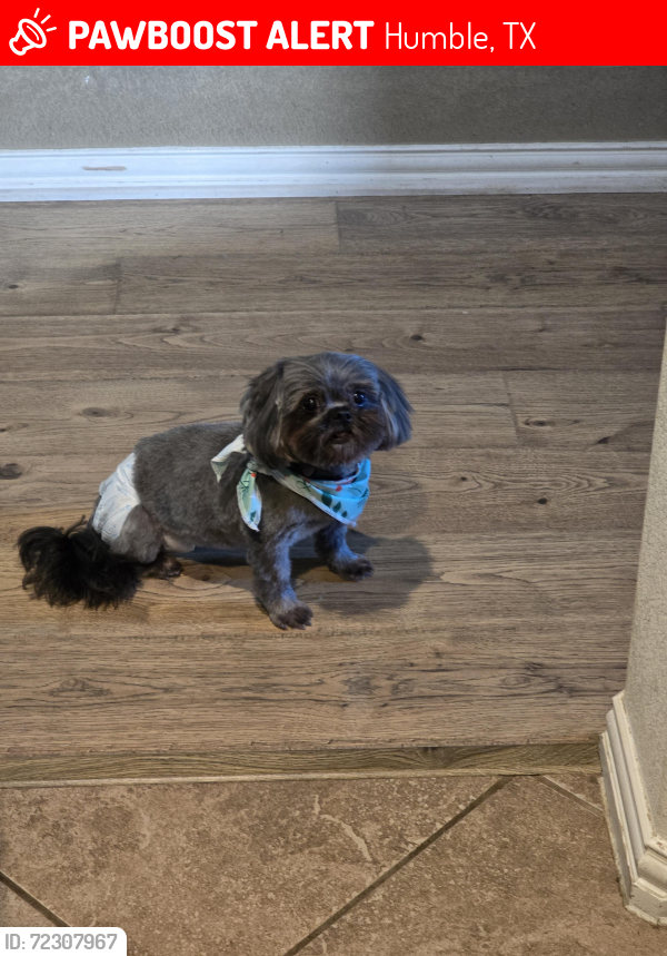 Lost Female Dog last seen Mesa Rd /Fallcreek Bend, Humble, TX 77396