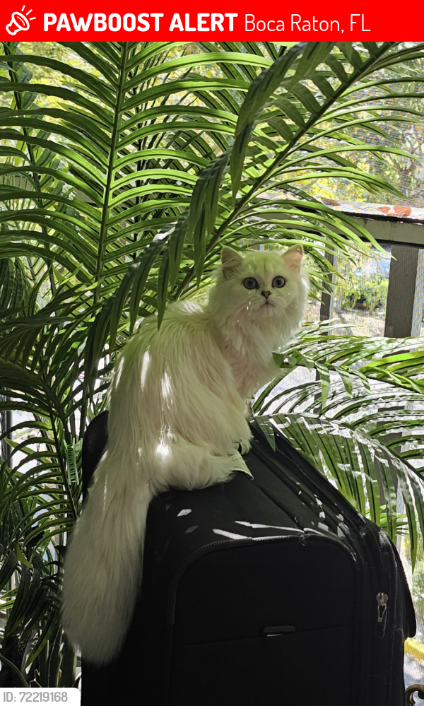 Lost Female Cat last seen Glades & Palmetto Boca raton, Palm Beach County, FL 33428