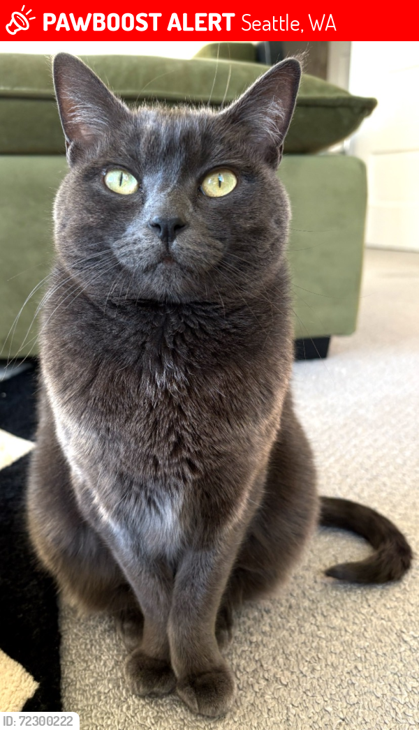 Lost Female Cat last seen 12th and NW Woodbine way , Seattle, WA 98177