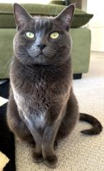 Lost Female Cat last seen 12th and NW Woodbine way , Seattle, WA 98177