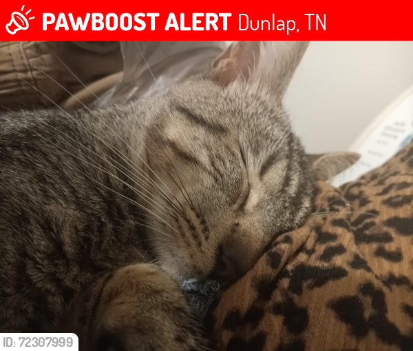Lost Male Cat last seen Court loop, Dunlap, TN 37327