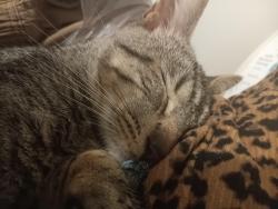 Lost Male Cat last seen Court loop, Dunlap, TN 37327