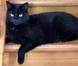 Lost Male Cat last seen Colville & Lambton, Howick, QC J0S 1G0