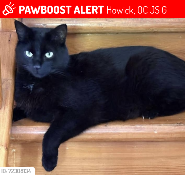 Lost Male Cat last seen Colville & Lambton, Howick, QC J0S 1G0