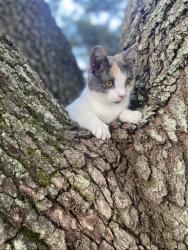Lost Female Cat last seen Mint Dr and Buttercup, Baton Rouge, LA 70809
