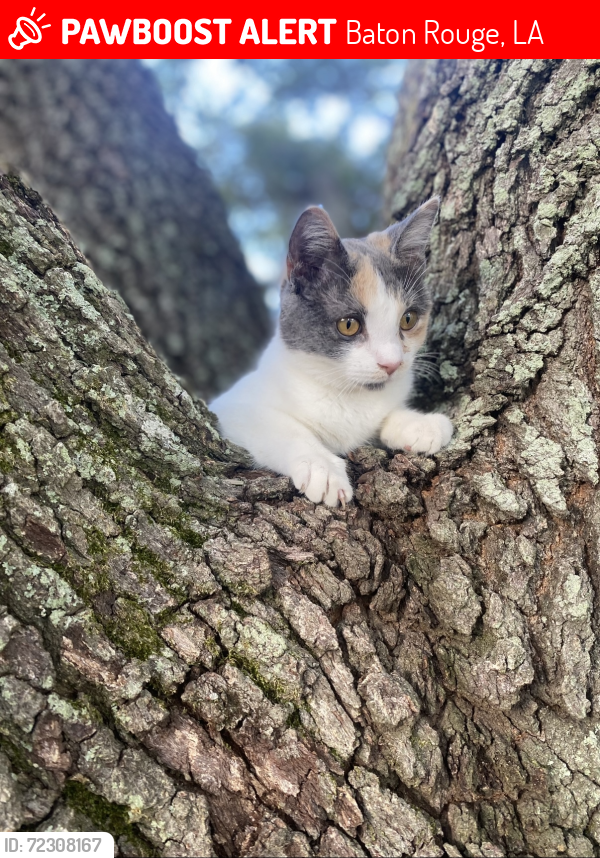 Lost Female Cat last seen Mint Dr and Buttercup, Baton Rouge, LA 70809