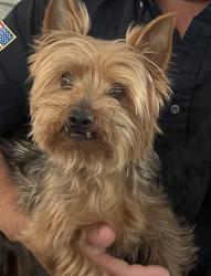 Lost Male Dog last seen Sabinal St, Mont Belvieu, TX 77523