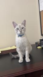 Lost Male Cat last seen Intersection of Highland Rd & Jefferson Hwy, Baton Rouge, LA 70817