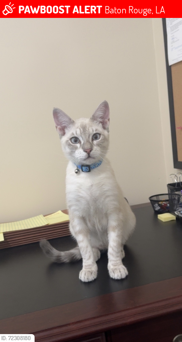 Lost Male Cat last seen Intersection of Highland Rd & Jefferson Hwy, Baton Rouge, LA 70817