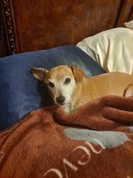 Lost Male Dog last seen Near & Parallel Pkwy, Kansas City, KS 66102