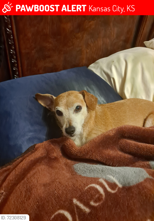 Lost Male Dog last seen Near & Parallel Pkwy, Kansas City, KS 66102