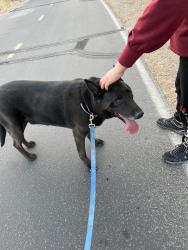 Lost Male Dog last seen Glenn and Oracle, Tucson, AZ 85705