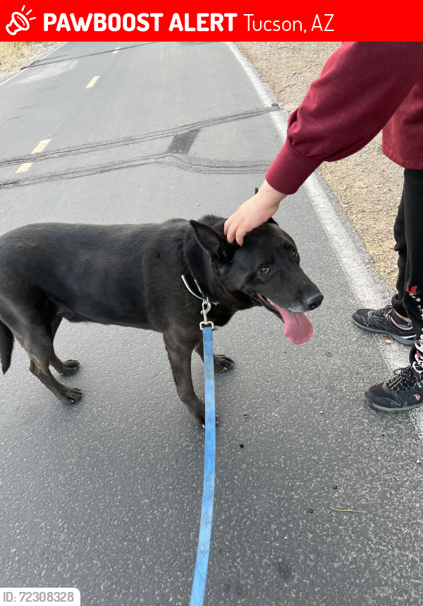 Lost Male Dog last seen Glenn and Oracle, Tucson, AZ 85705