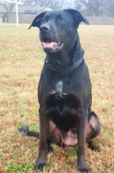 Lost Female Dog last seen 31st and Drexel , Oklahoma City, OK 73112
