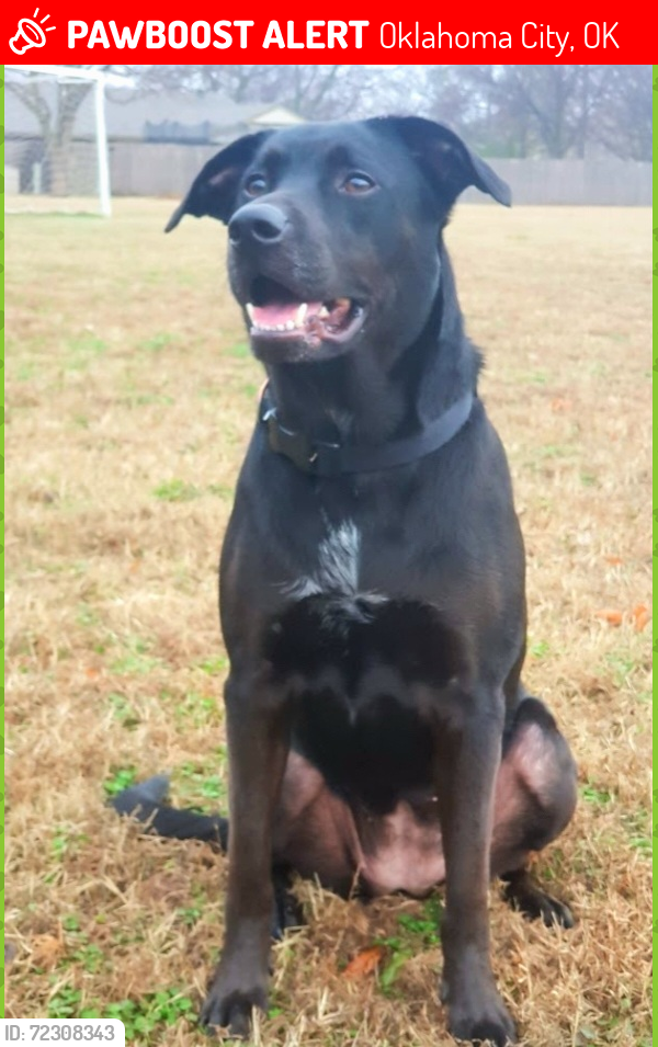 Lost Female Dog last seen 31st and Drexel , Oklahoma City, OK 73112