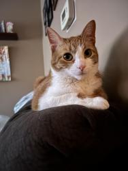 Lost Male Cat last seen Glen Ave, Schenectady, NY 12302