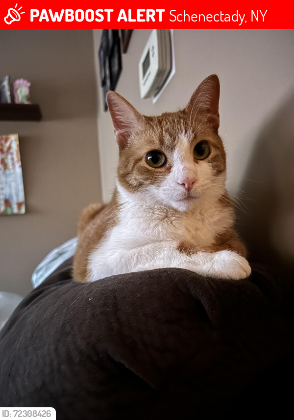 Lost Male Cat last seen Glen Ave, Schenectady, NY 12302