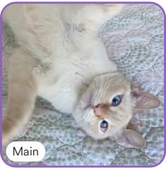 Lost Male Cat last seen Blue Ravine, Folsom, CA 95630