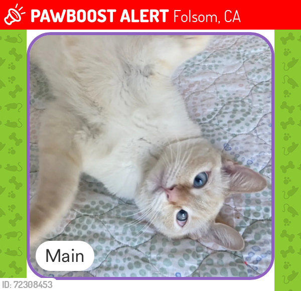 Lost Male Cat last seen Blue Ravine, Folsom, CA 95630