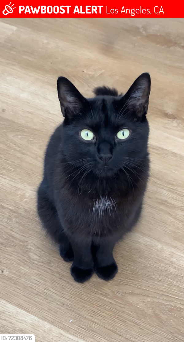 Lost Male Cat last seen Reseda Blvd, Los Angeles, CA 91356