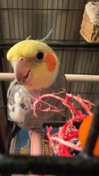 Lost Male Bird last seen Near Trojan ave , San Diego, CA 92115