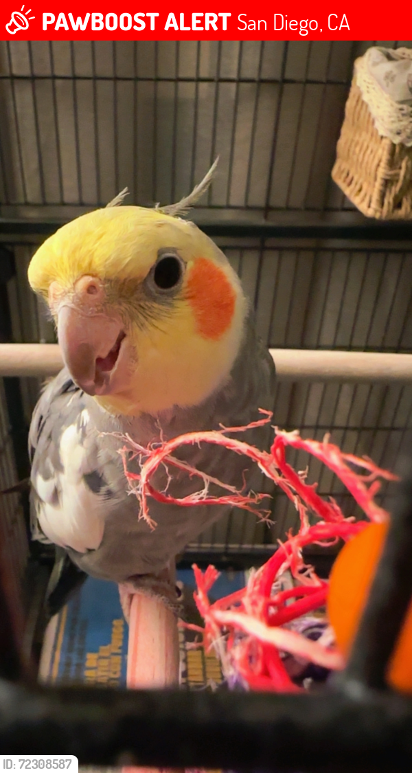 Lost Male Bird last seen Near Trojan ave , San Diego, CA 92115