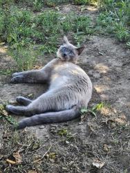 Lost Male Cat last seen LANCASTER BLVD AND BEECH ST, Lancaster, CA 93534