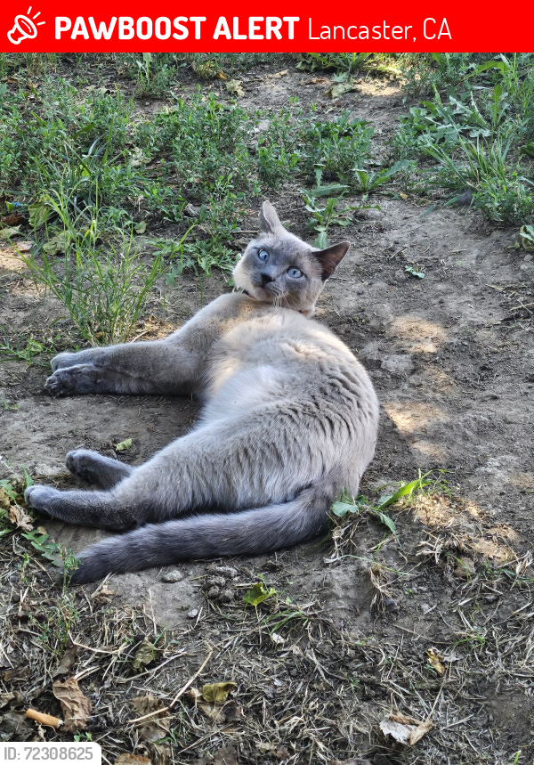 Lost Male Cat last seen LANCASTER BLVD AND BEECH ST, Lancaster, CA 93534