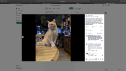 Lost Male Cat last seen Ethan allen Rd, Litchfield Rd RT202, Litchfield, CT 06759