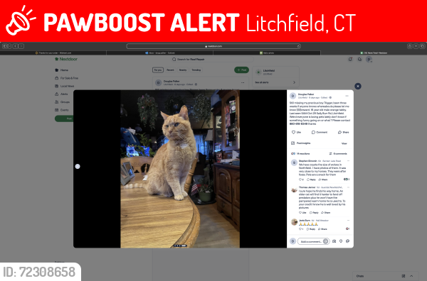 Lost Male Cat last seen Ethan allen Rd, Litchfield Rd RT202, Litchfield, CT 06759