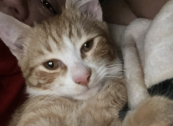 Lost Male Cat last seen Near Ave D, Converse TX, Converse, TX 78109