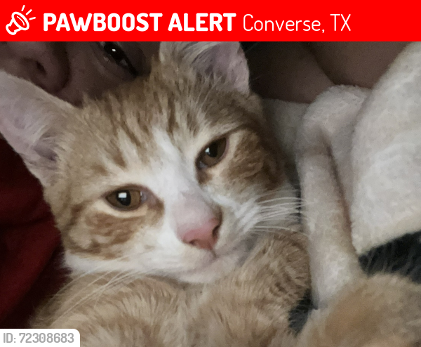 Lost Male Cat last seen Near Ave D, Converse TX, Converse, TX 78109