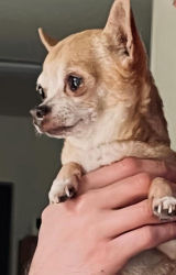 Lost Female Dog last seen Trogdan and Rockfish Rd, Fayetteville, NC 28306