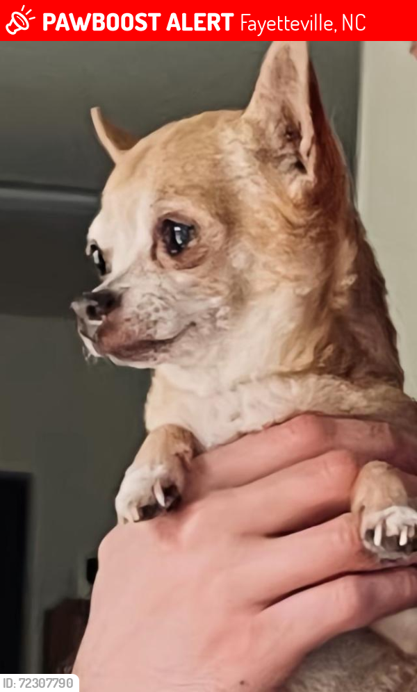 Lost Female Dog last seen Trogdan and Rockfish Rd, Fayetteville, NC 28306