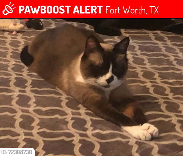 Lost Male Cat last seen Trace Ridge Parkway/Eagle Trace Dr, Fort Worth, TX 76244