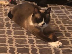 Lost Male Cat last seen Trace Ridge Parkway/Eagle Trace Dr, Fort Worth, TX 76244