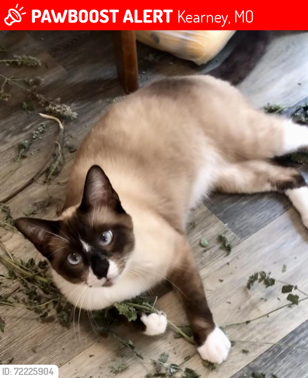 Lost Male Cat last seen Clear Creek Dr - between 13th St & Stonecrest, East Side of Town, Kearney, MO 64060