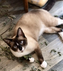 Lost Male Cat last seen Clear Creek Dr - between 13th St & Stonecrest, East Side of Town, Kearney, MO 64060