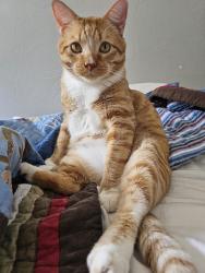 Lost Male Cat last seen Tinker Air Force Base, Del City, OK 73115