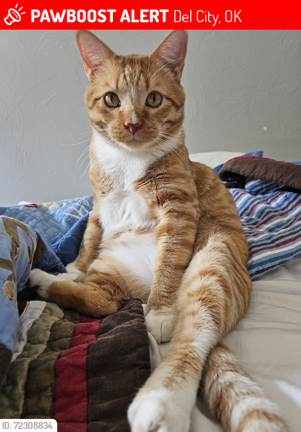 Lost Male Cat last seen Tinker Air Force Base, Del City, OK 73115
