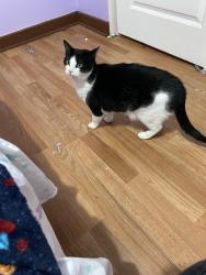 Lost Female Cat last seen Palm Tree bovd, Cape Coral, FL 33990