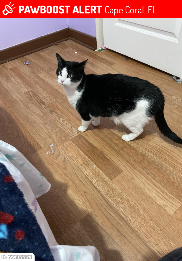 Lost Female Cat last seen Palm Tree bovd, Cape Coral, FL 33990