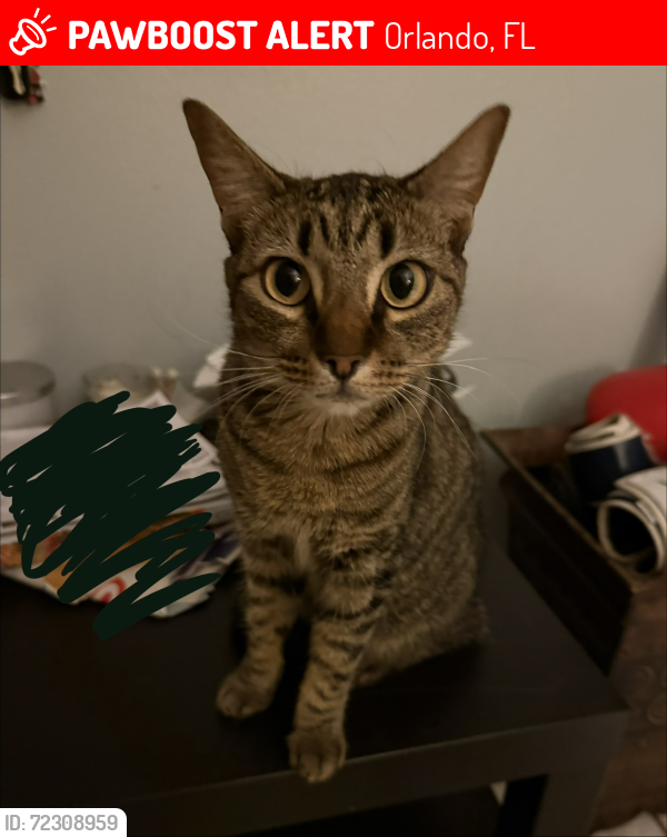 Lost Female Cat last seen Dean arce drive , Orlando, FL 32825