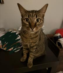 Lost Female Cat last seen Dean arce drive , Orlando, FL 32825