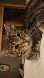 Lost Male Cat last seen Painters creek Mound, Mound, MN 55364