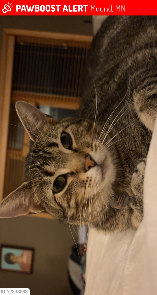 Lost Male Cat last seen Painters creek Mound, Mound, MN 55364