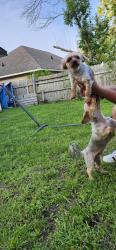 Lost Male Dog last seen 24st and w beech st, Rogers, AR 72756