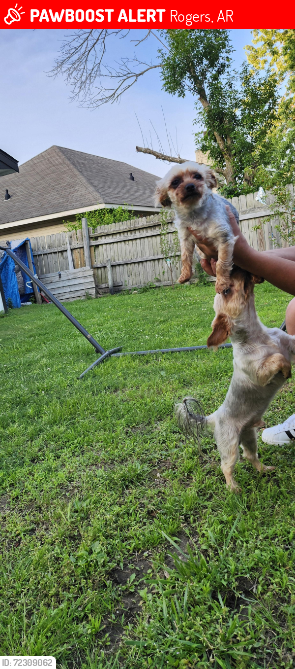 Lost Male Dog last seen 24st and w beech st, Rogers, AR 72756